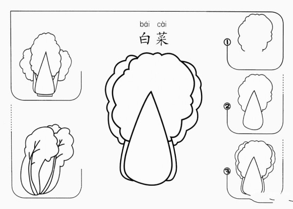 How to draw cabbage