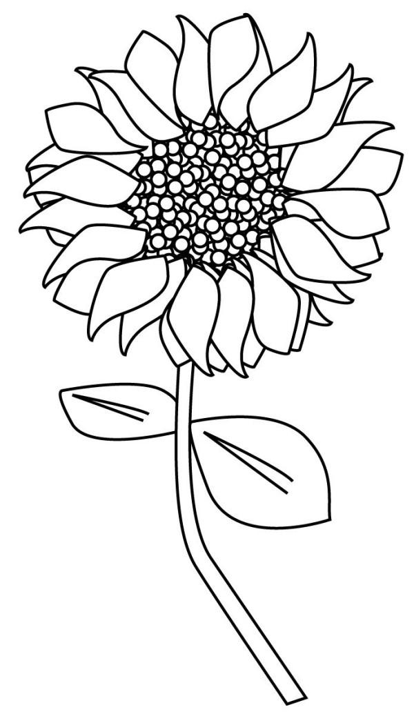 7 simple drawing pictures of sunflowers