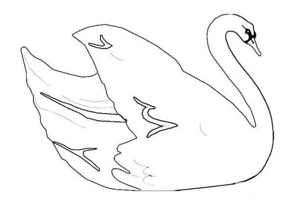 Animal simple drawings White swan simple drawing pictures