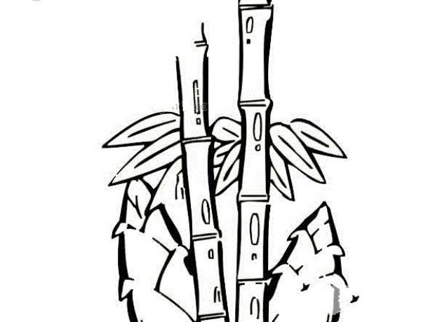 Simple drawing of bamboo shoots and bamboo tree