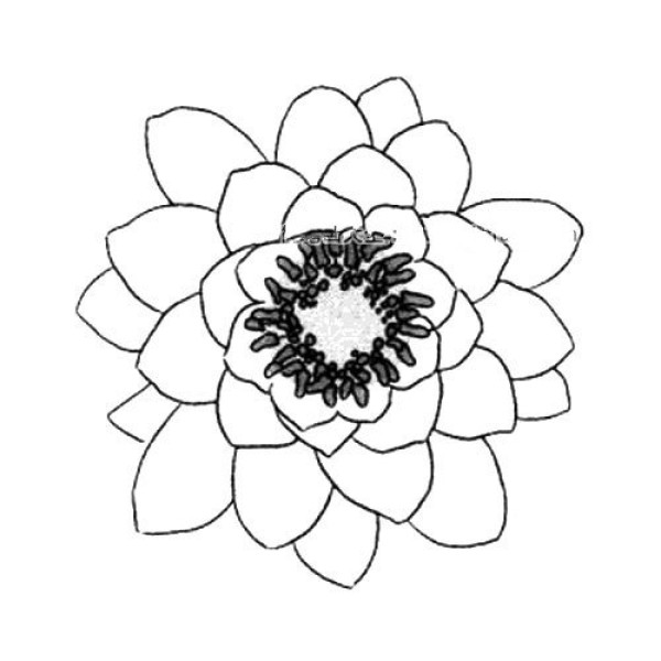 How to draw flowers water lily simple drawing tutorial