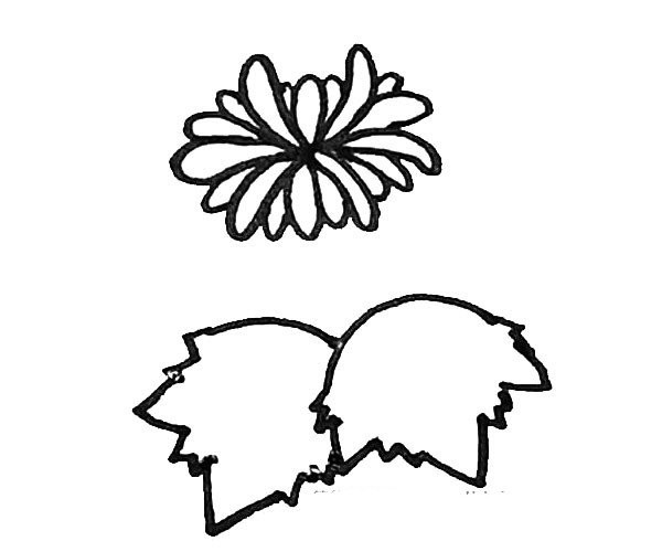 Learn to draw beautiful chrysanthemums in simple strokes