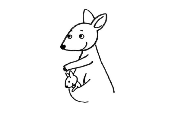 cute kangaroo