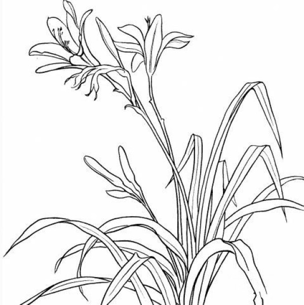 Simple drawing of beautiful lilies Simple drawing pictures of lilies