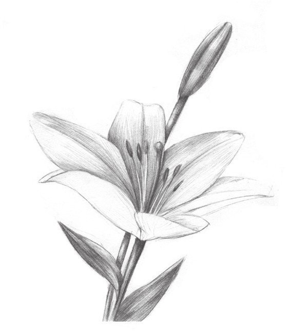 Sketch lily painting techniques