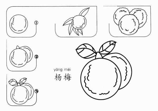 How to draw red bayberry