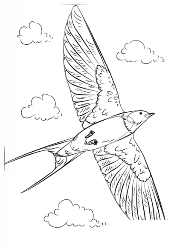 How to draw a swallow with simple strokes