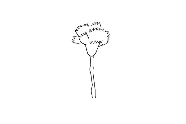 How to draw a love carnation