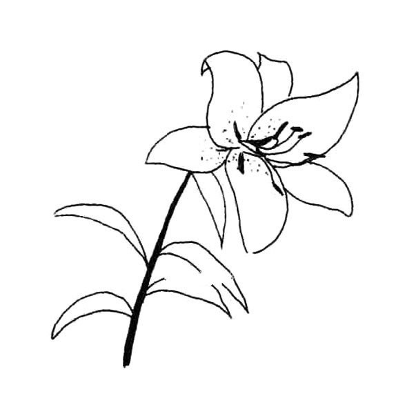 Lily with beautiful meaning