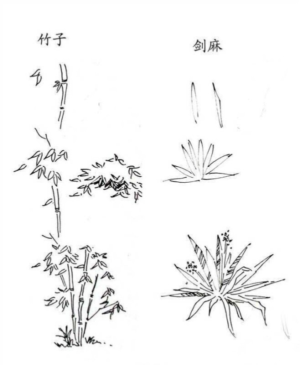 Plant pictures simple drawing methods of bamboo and sisal