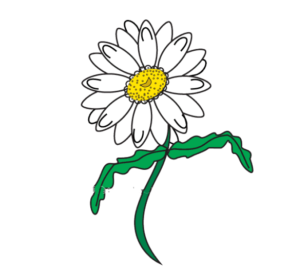 How to draw a daisy