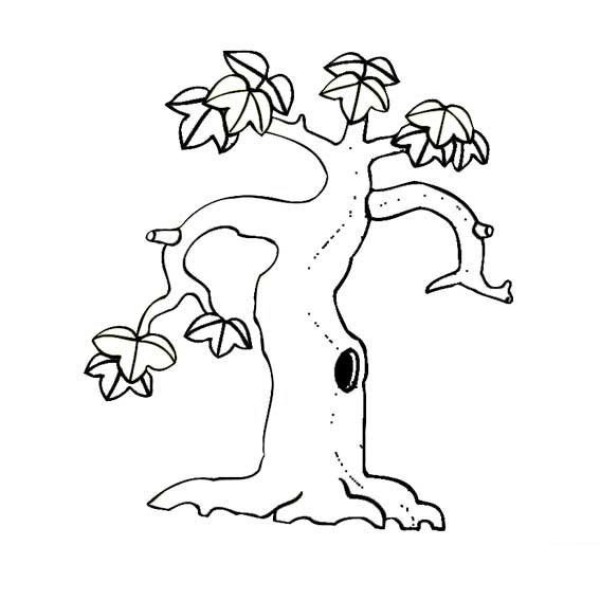 Complete collection of plant simple drawings. Two beautiful simple drawings of maple trees.