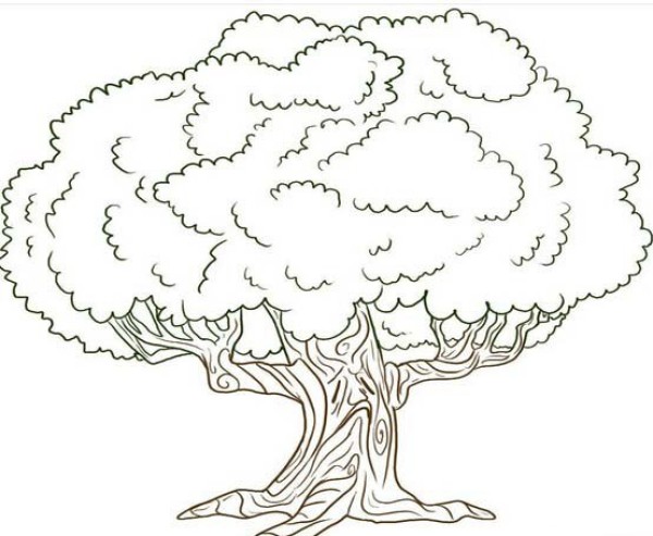 How to Draw a Cartoon Tree