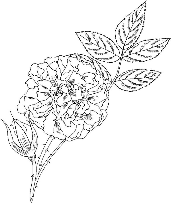 Simple drawing of blooming roses