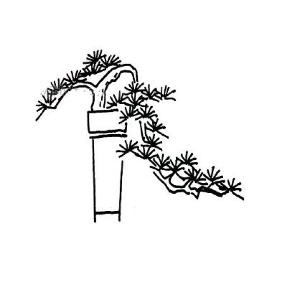 Simple drawing picture of bonsai pine tree