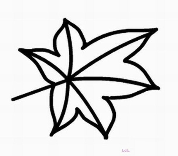 Simple drawing of maple leaves