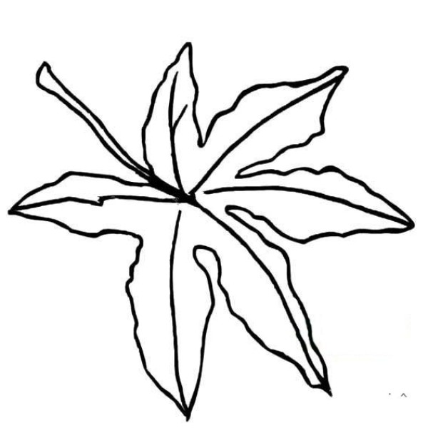 Simple drawing of maple leaves