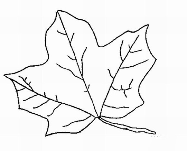 Simple drawing of maple leaves