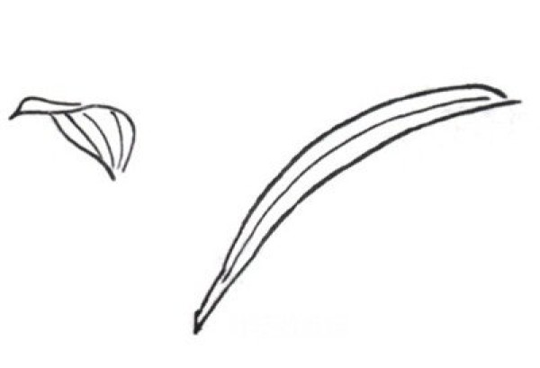 Line drawing lily flower painting tutorial