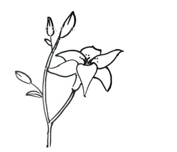 Draw a beautiful lily