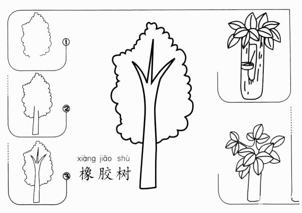 How to draw a rubber tree