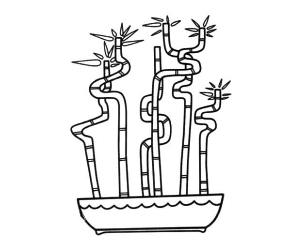 Beautiful asparagus bonsai simple drawing pictures