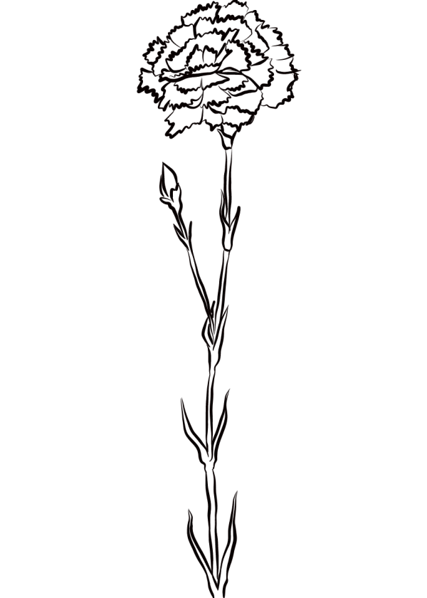 How to draw a carnation