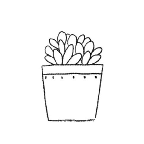 Simple drawing of potted plants succulents