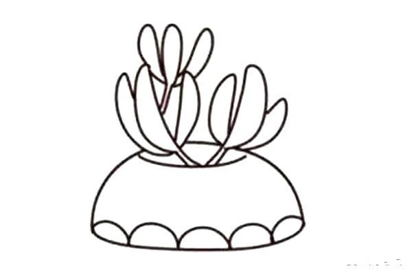 Beautiful succulents simple drawing 6