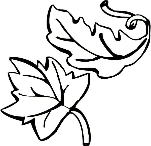 2016 exquisite leaf simple drawing picture material