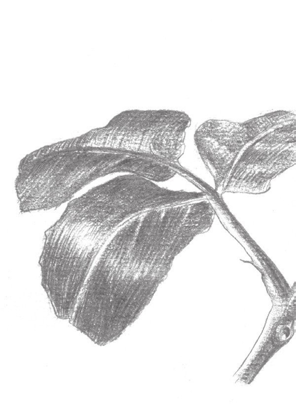 Drawing Techniques of Sketching White Roses