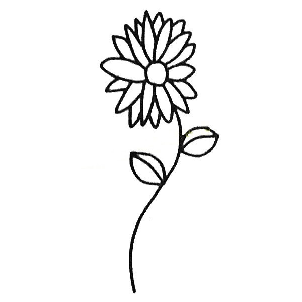 A set of simple drawing pictures of chrysanthemums