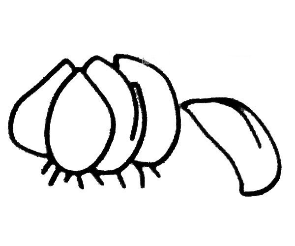 Learn to draw a garlic head in four steps