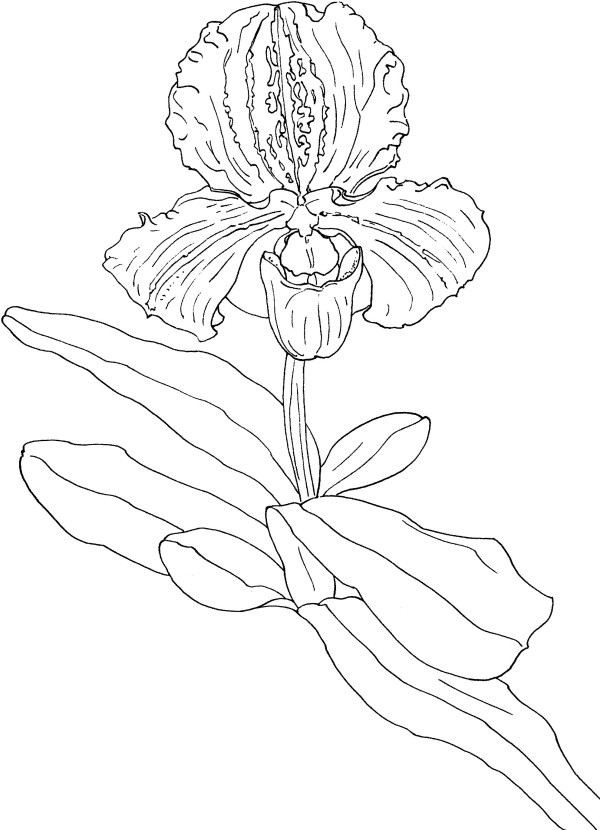 Simple orchid drawing method