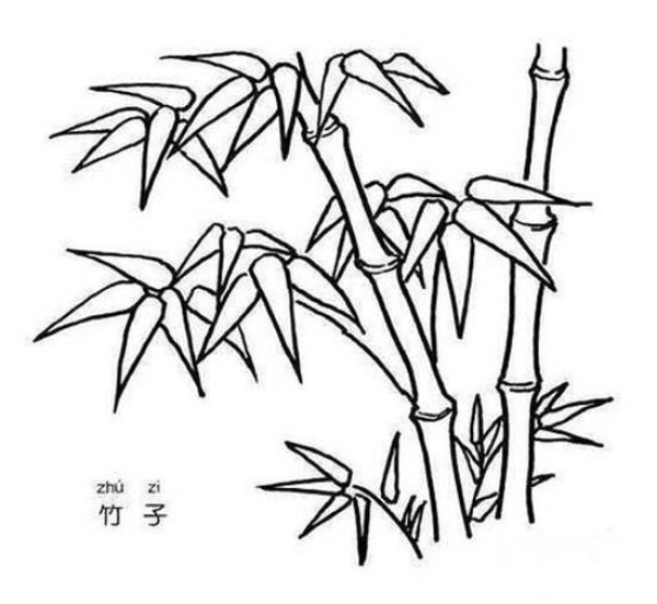 Childrens simple drawing pictures of bamboo