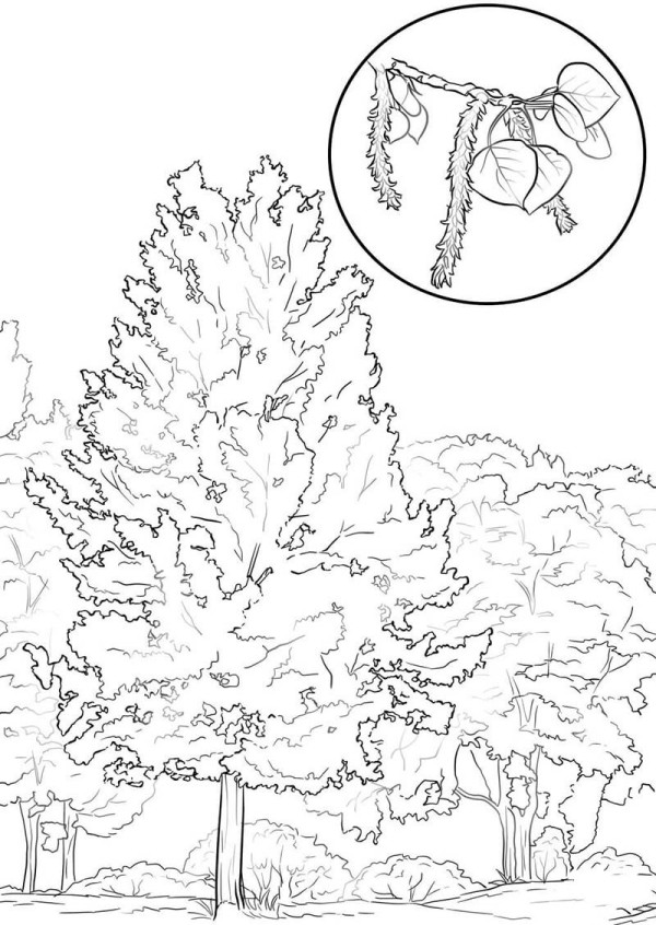 How to draw poplar tree