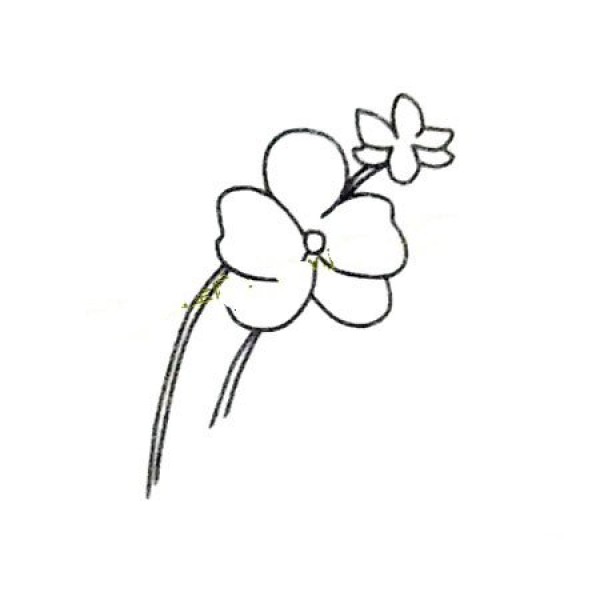 How to draw a beautiful orchid in four steps