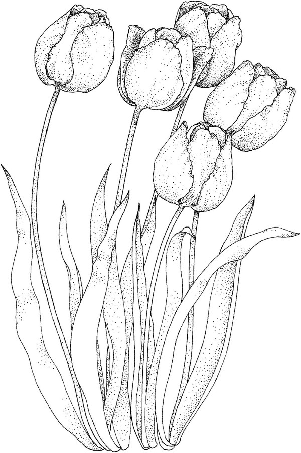 How to draw four tulips