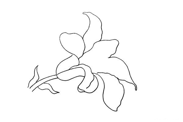 How to draw lilies