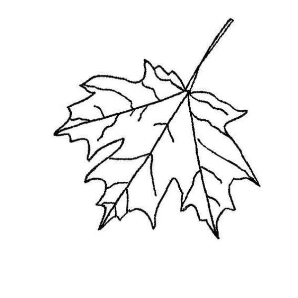 Simple drawing methods of various leaves