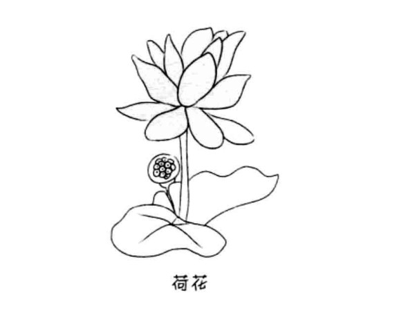 Complete collection of simple strokes of flowers Lotus