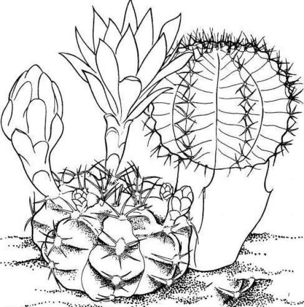 Simple drawing of blooming cactus