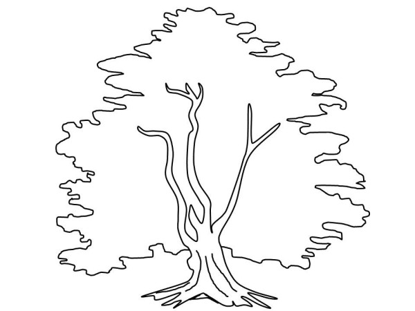 How to draw a big tree with simple strokes