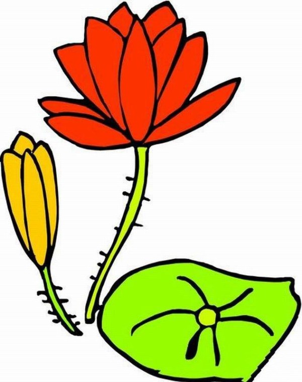 Morning glory simple drawing and coloring Lotus simple drawing and coloring