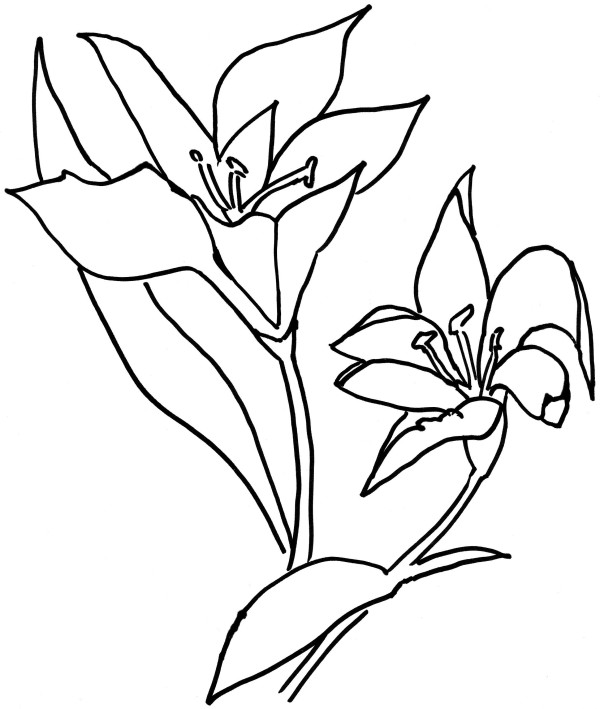 How to draw lilies