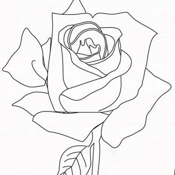 2016 Hand-painted Rose Simple Drawing Picture