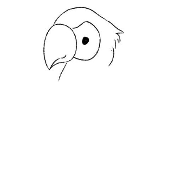 Smart parrot simple drawing tutorial