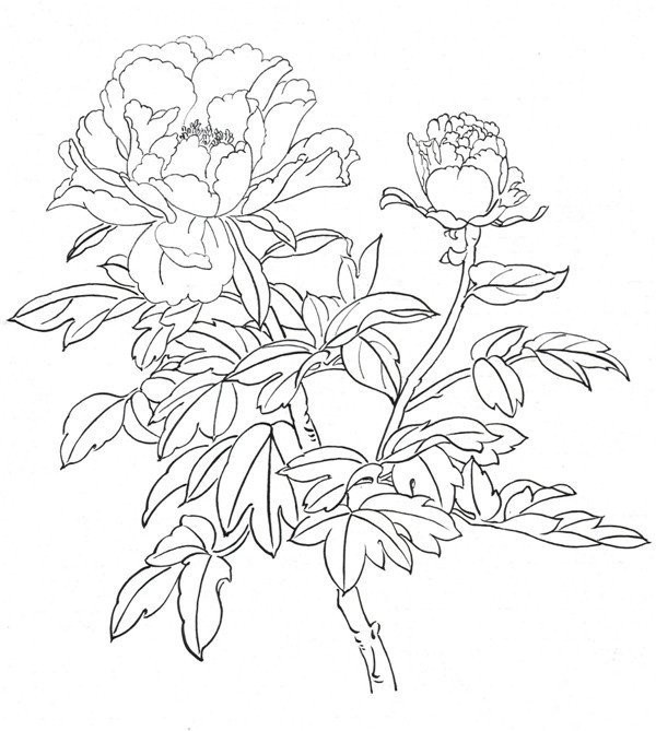 Drawing Tutorial of Line Drawing Peony