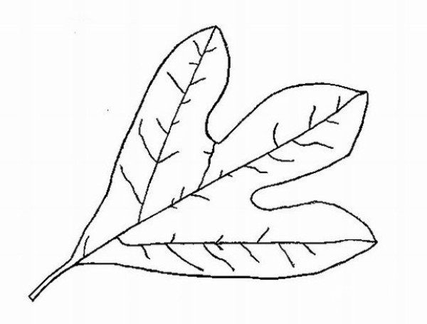 Hand drawn simple drawing of autumn leaves