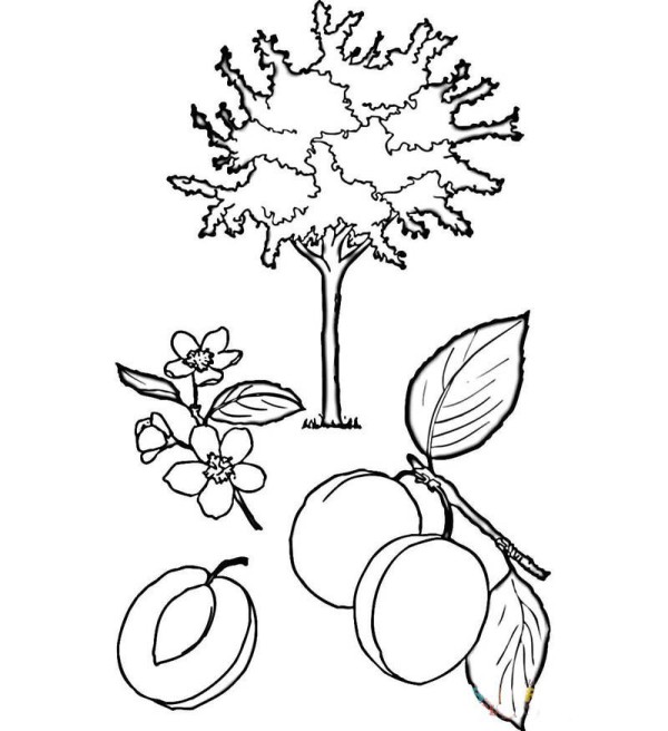 How to draw an almond tree